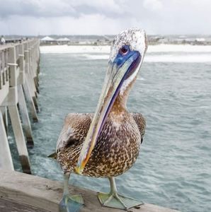 Meet your Posher, Deb